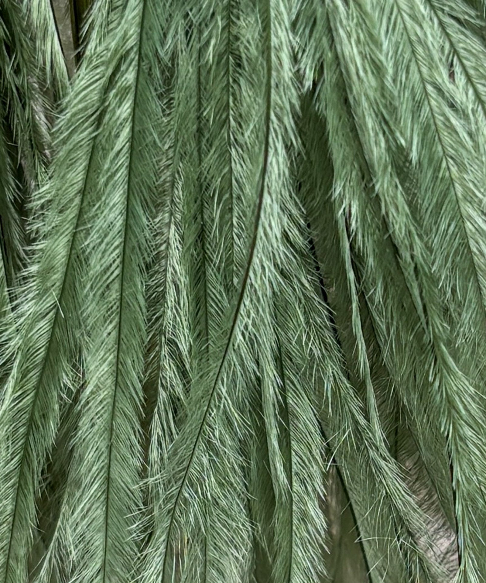 Feather Tassels Palm Green